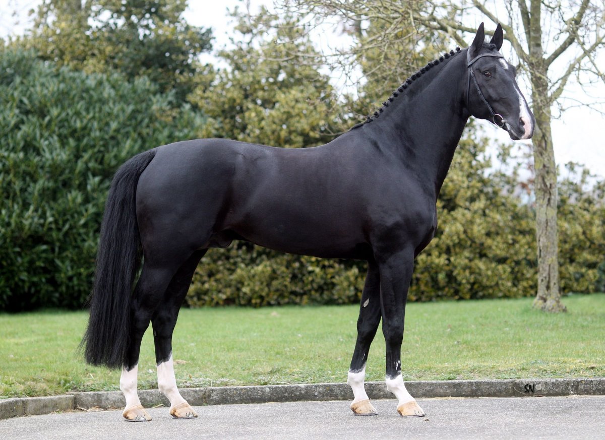 Бельгийская полукровная порода лошадей