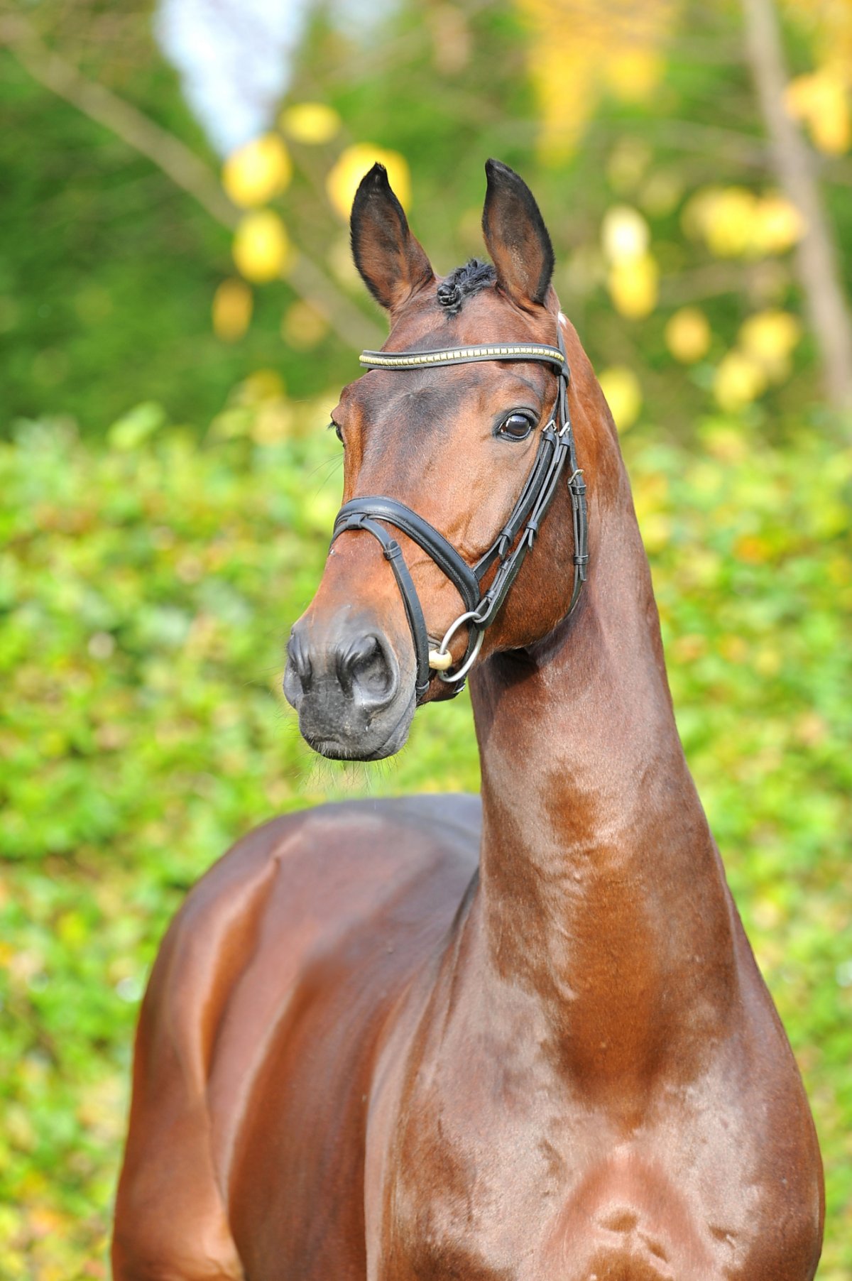 Датская теплокровная лошадь