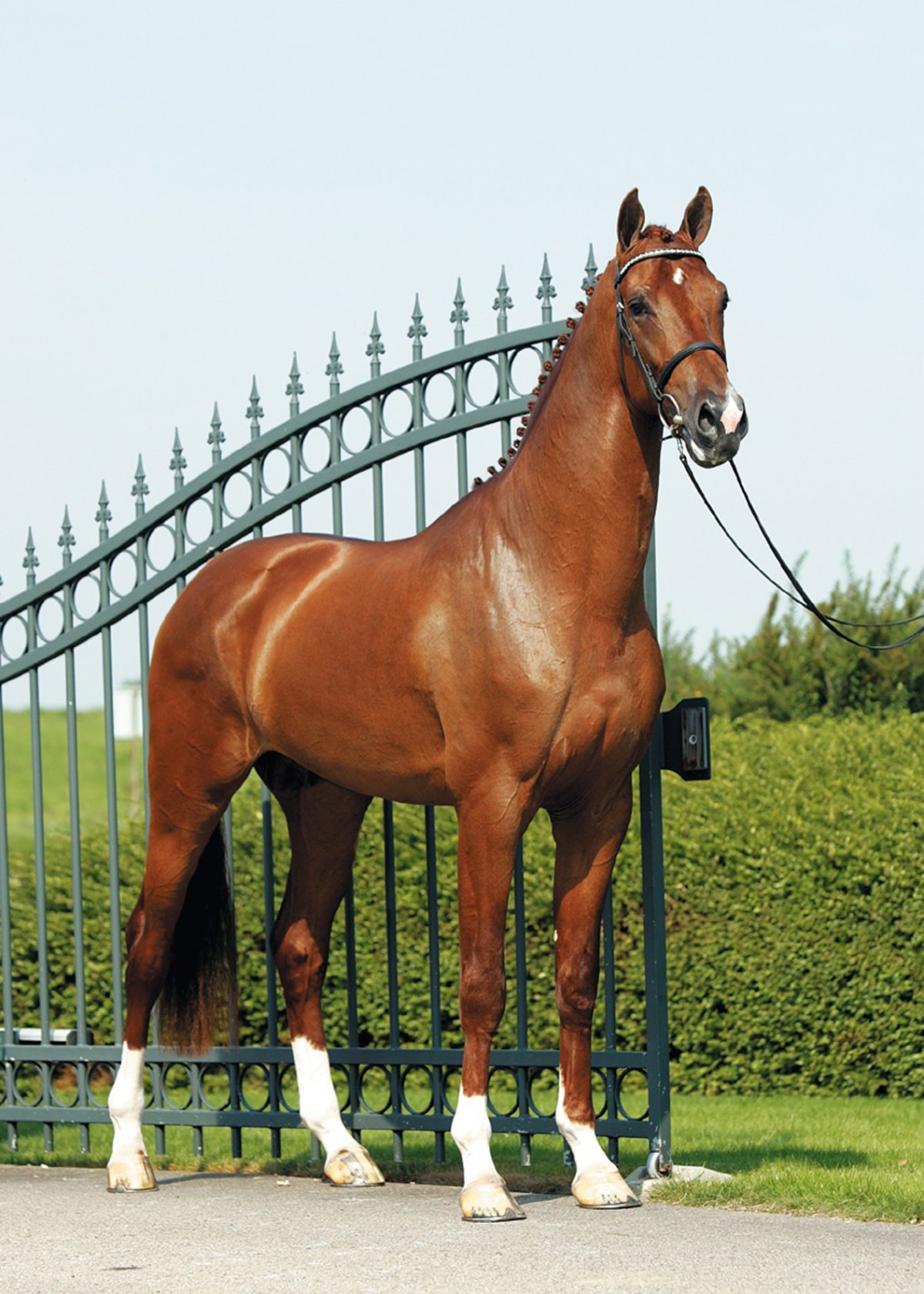 Голландская теплокровная порода лошадей