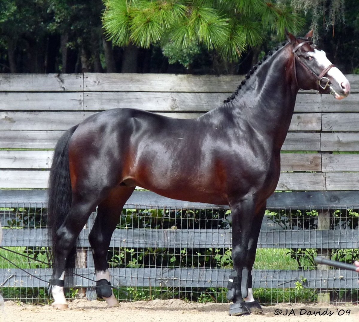 Голландская теплокровная порода лошадей