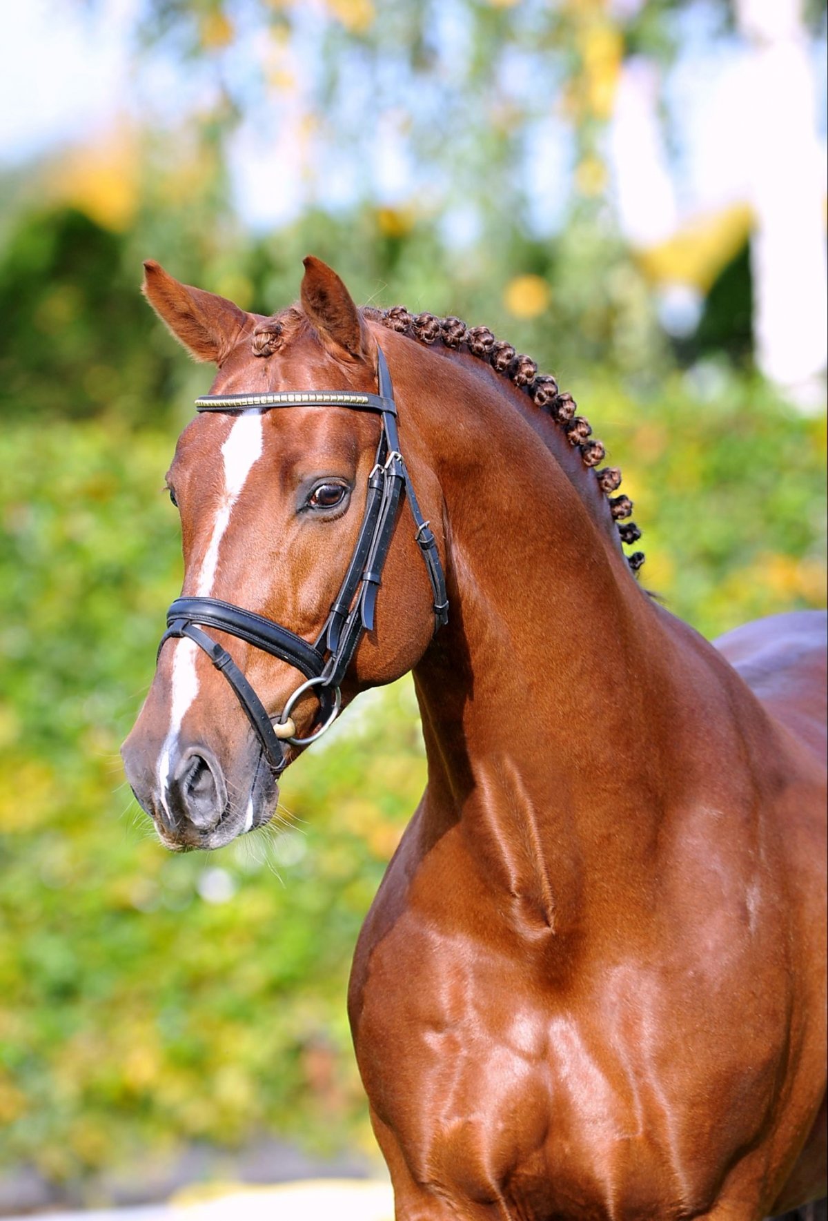 Голландская теплокровная KWPN