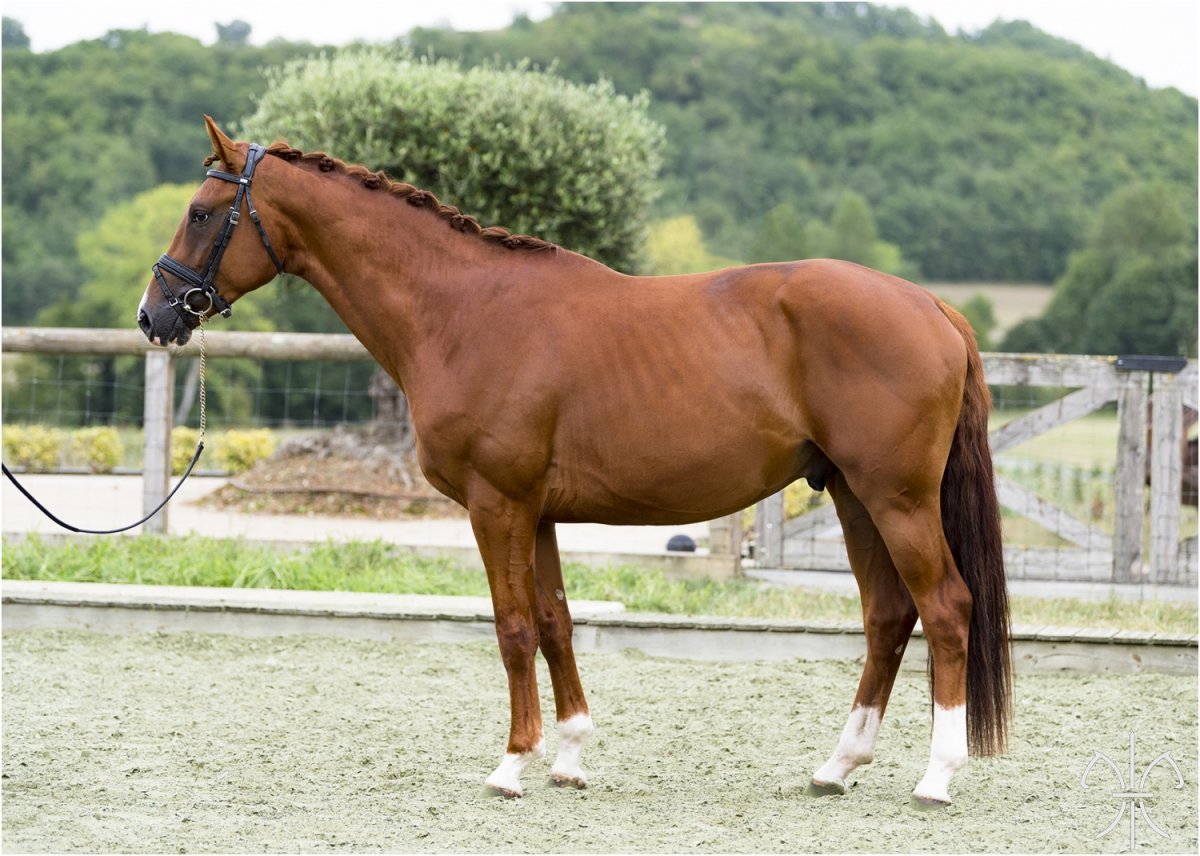 Бельгийская теплокровная лошадь