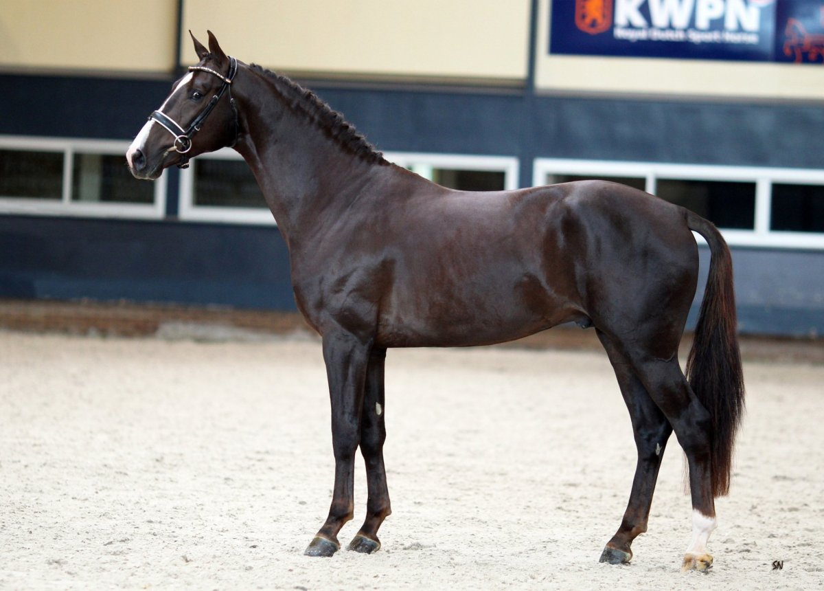 Голландская теплокровная KWPN Вороная