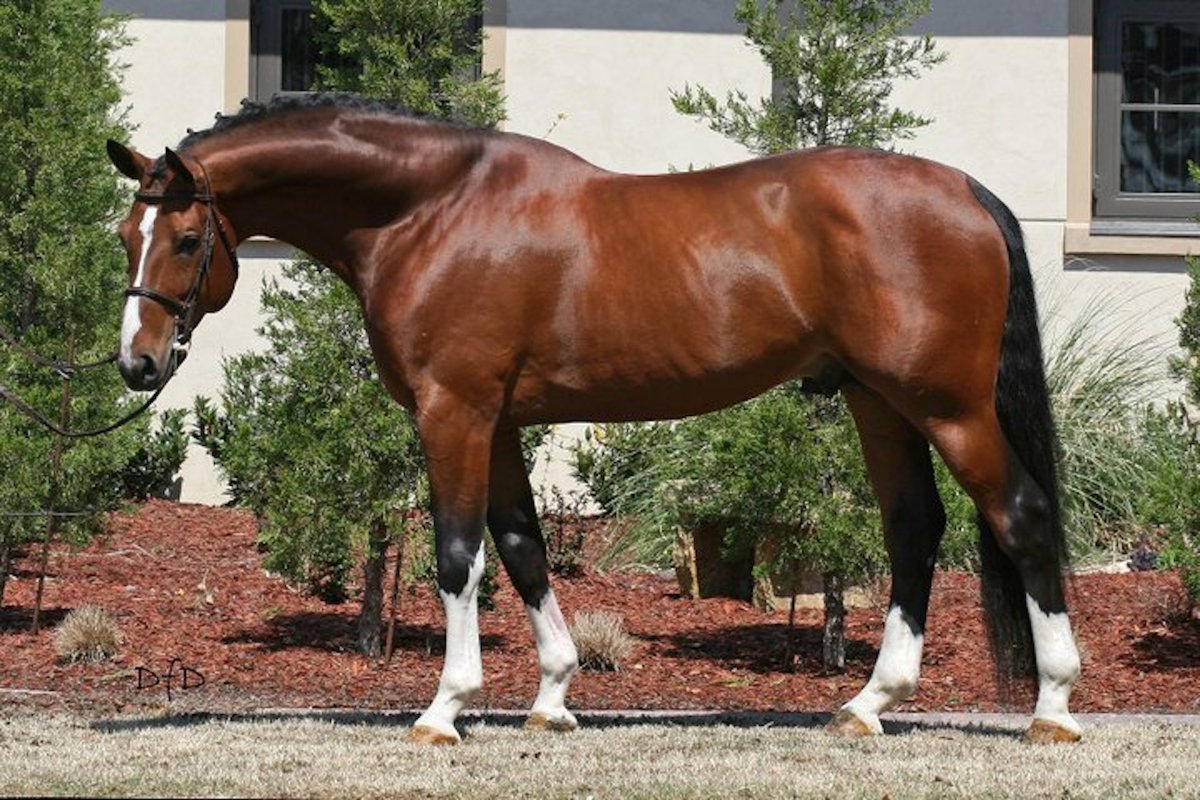 Баварская полукровная порода лошадей