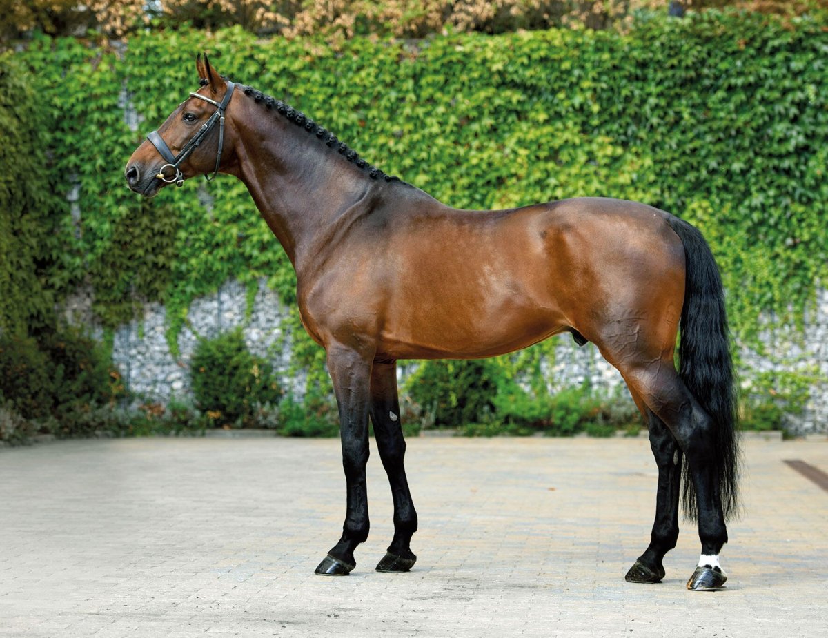 Порода лошадей Маркес верховая