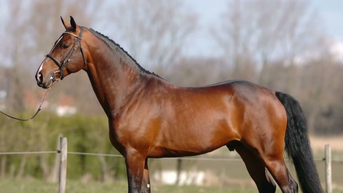 Шведская теплокровная лошадь