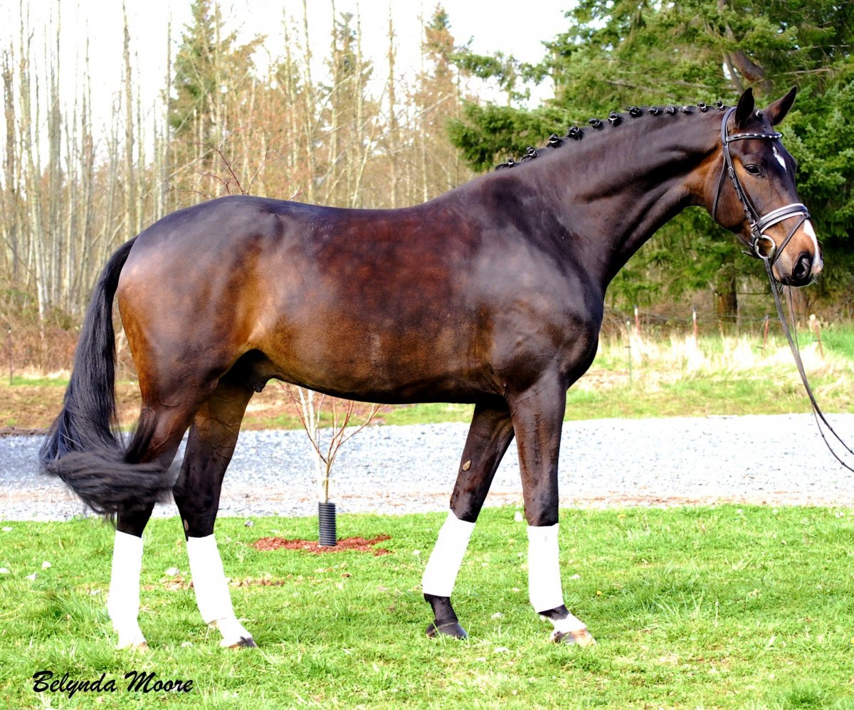 Датская полукровная порода лошадей