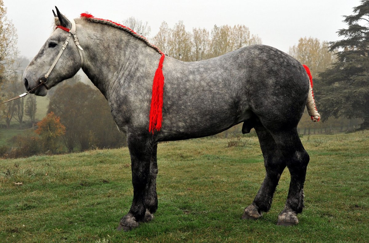 Французский тяжеловоз Першерон