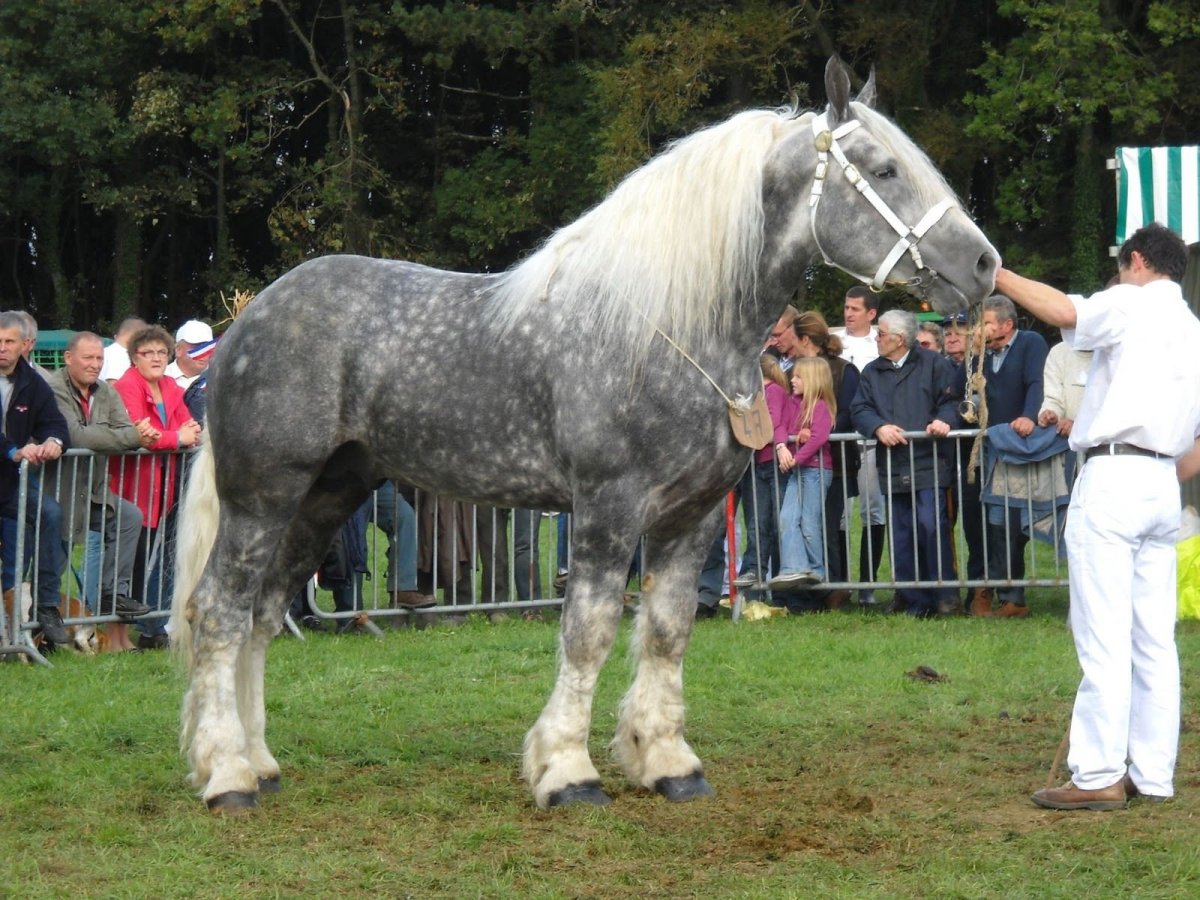 Шайр лошадь Самсон