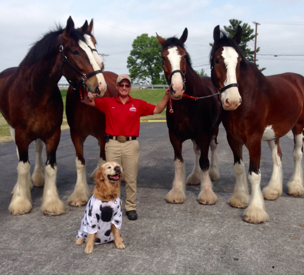 Богатырский конь порода