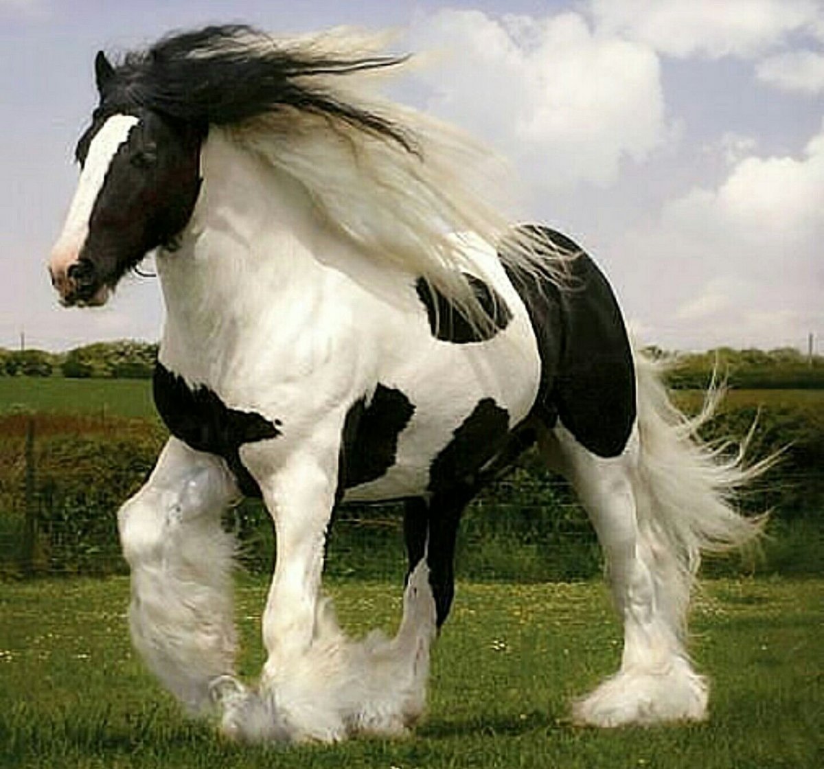 Шайр Самсон мамонт