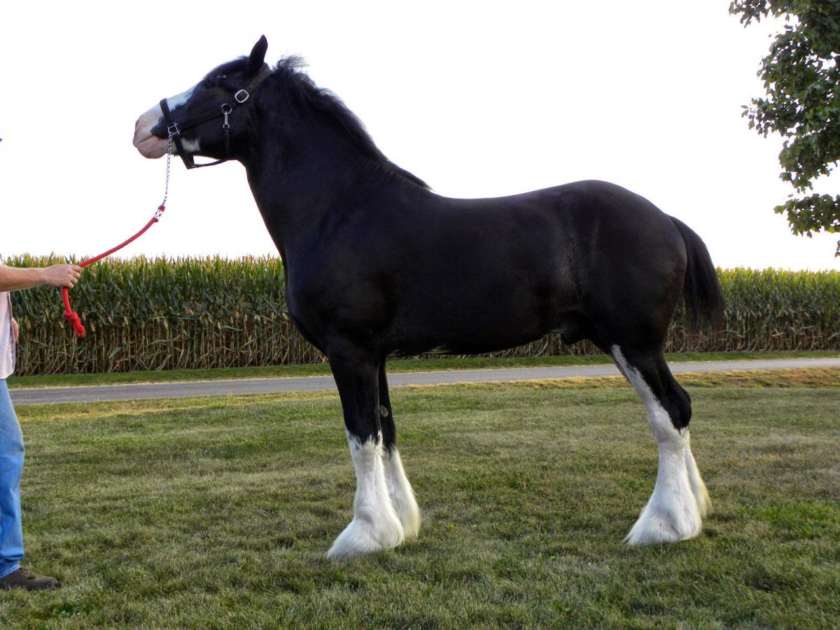 Конь тяжеловоз Першерон