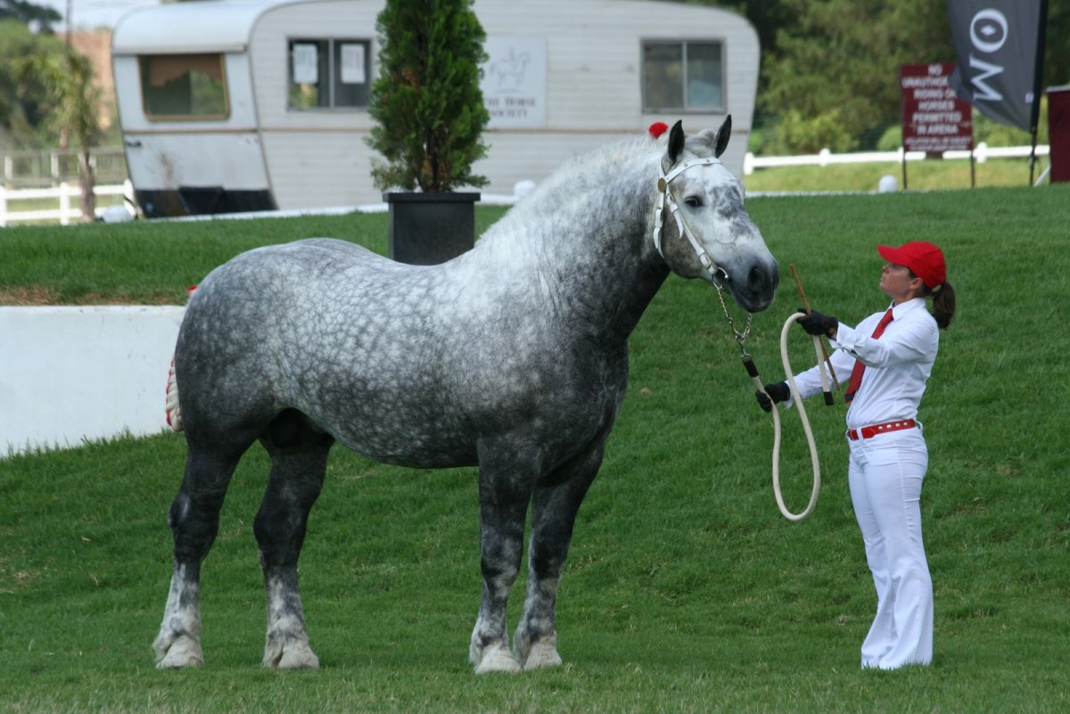 Першерон и Клейдесдаль