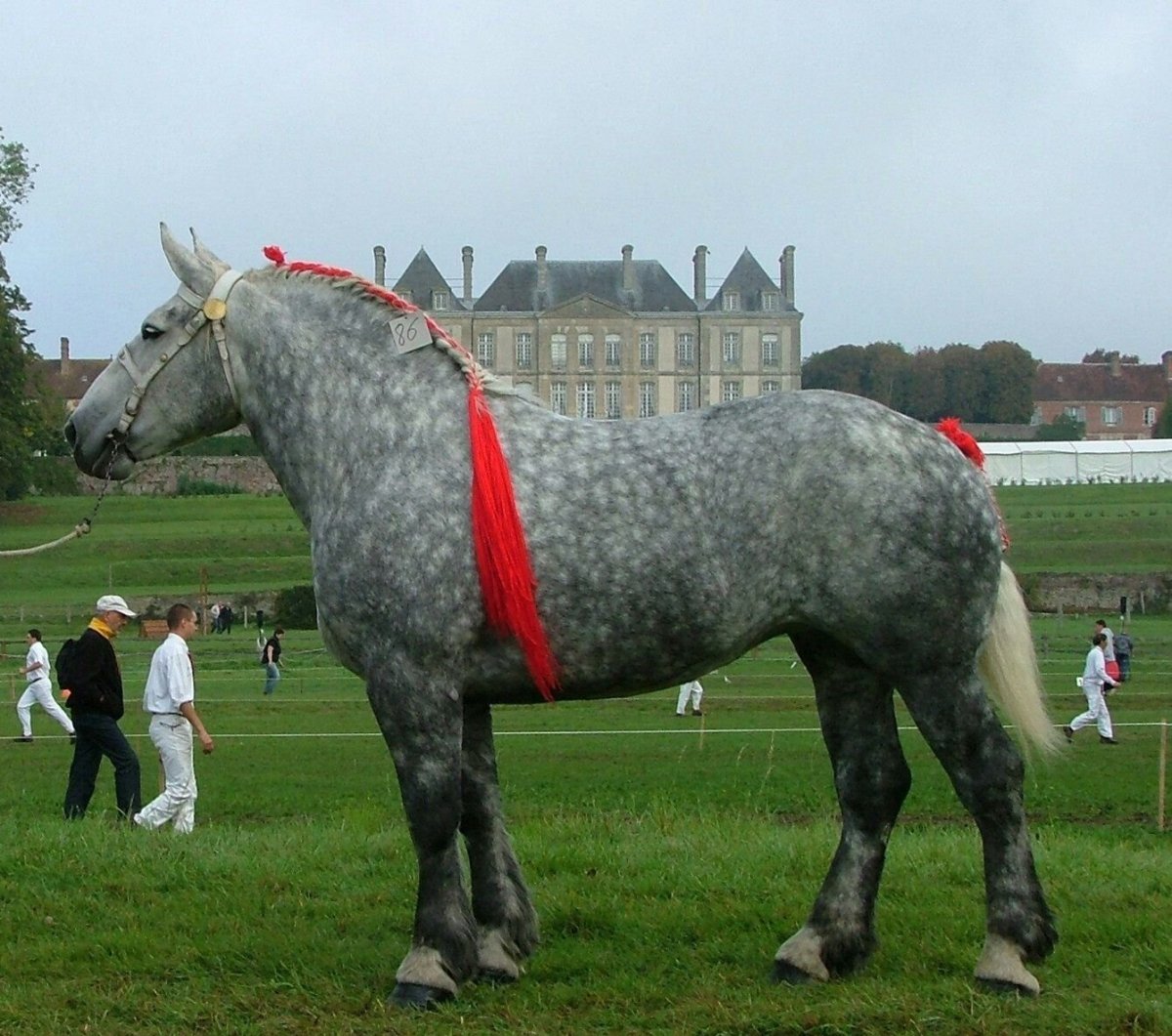 Французский тяжеловоз Першерон