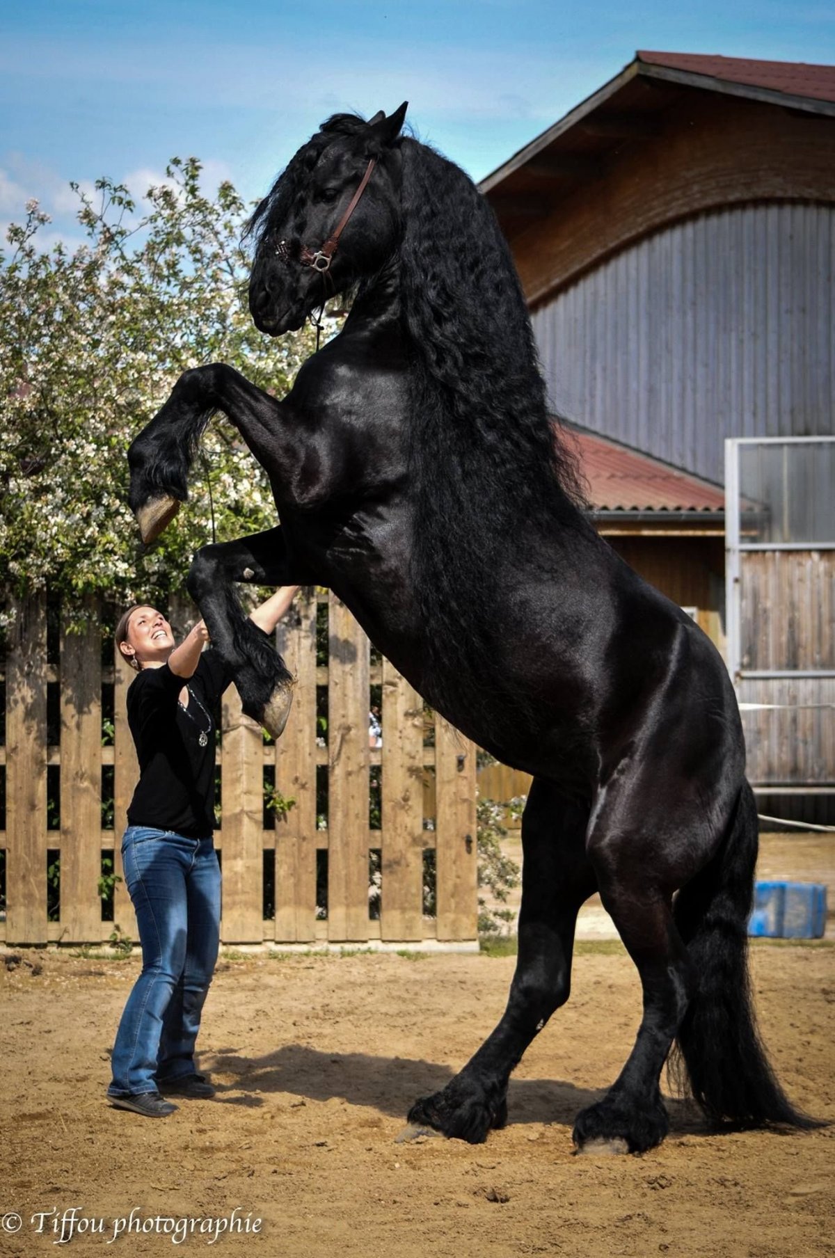 Тяжеловоз Шайр черный