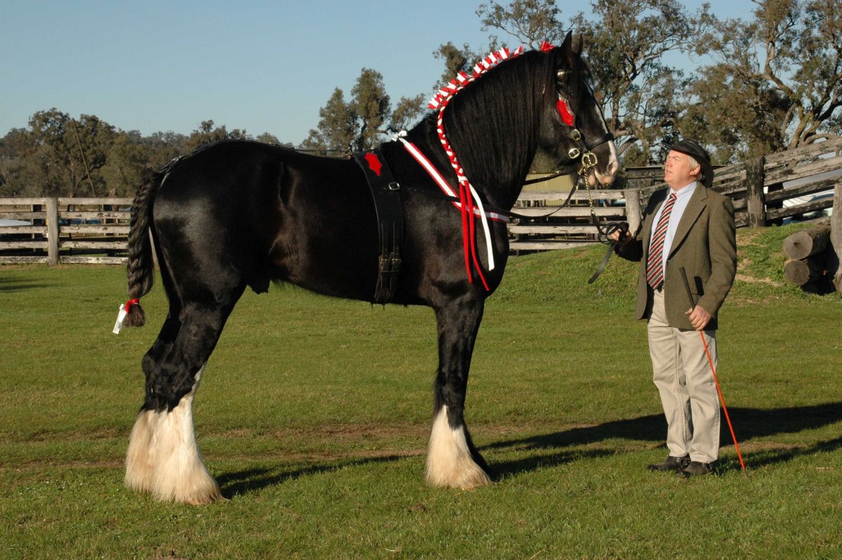 Булонский тяжеловоз