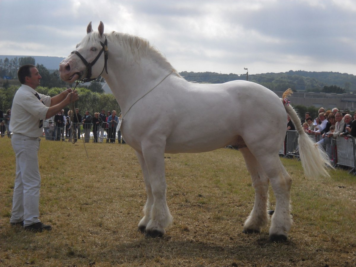 Шайр английский тяжеловоз
