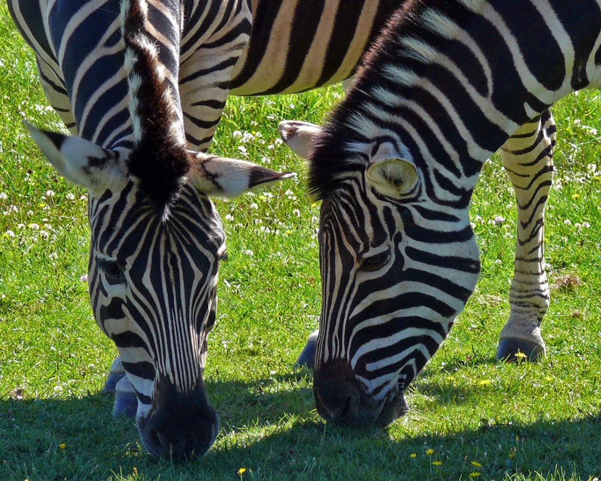 Золотая Зебра животное
