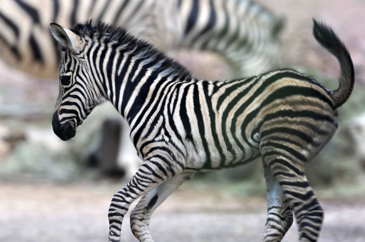 Сумчатая Зебра