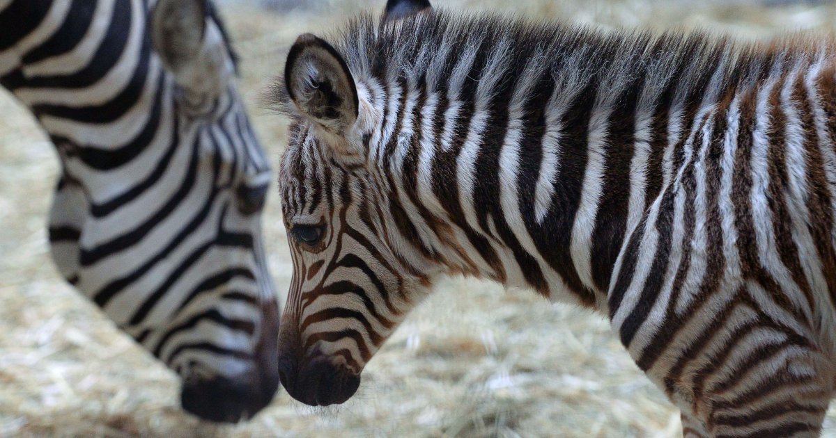 Зебра картинка