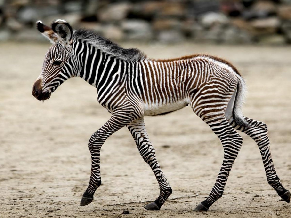 Маленькие зебры