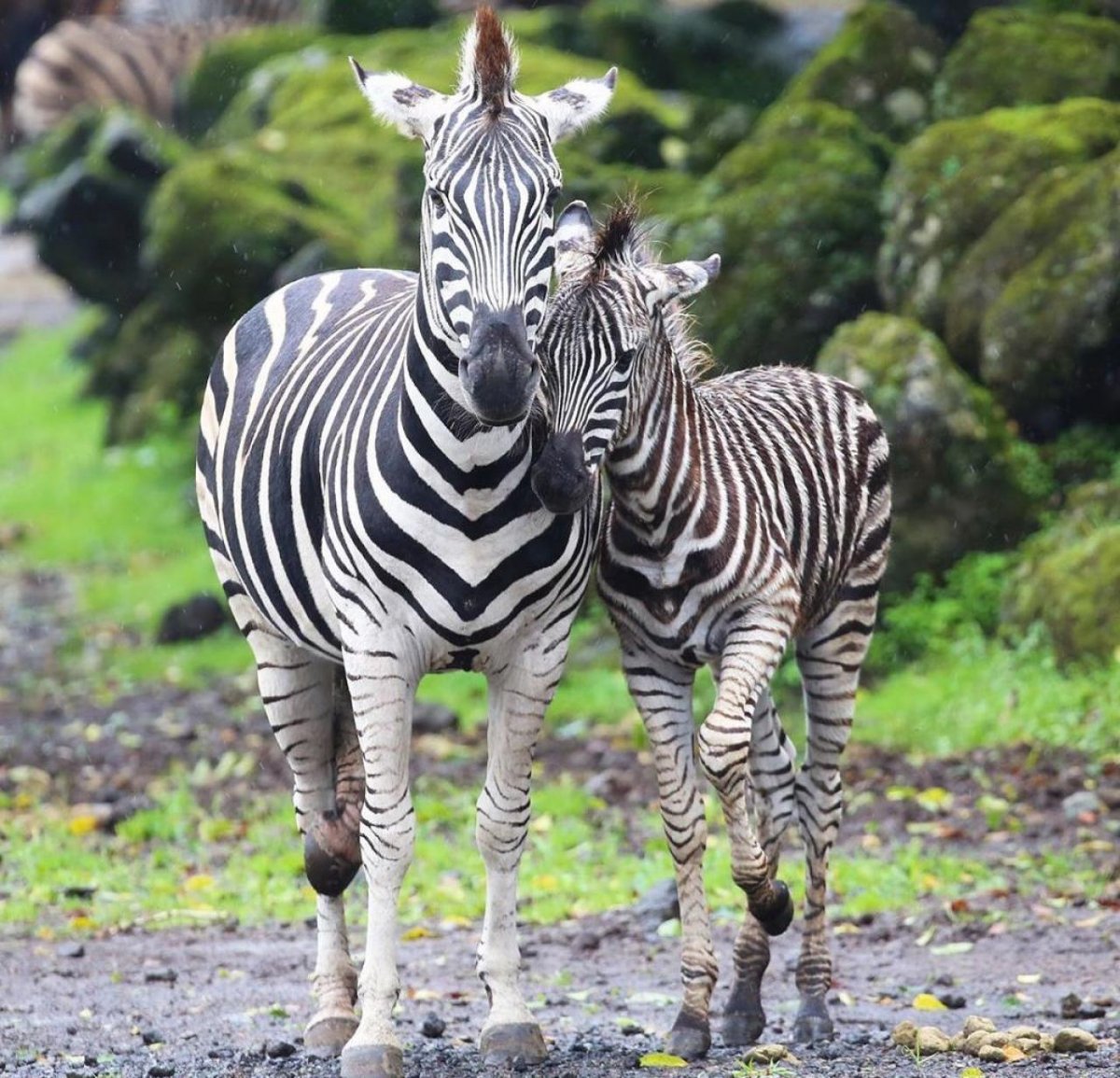 Маленькая Зебра