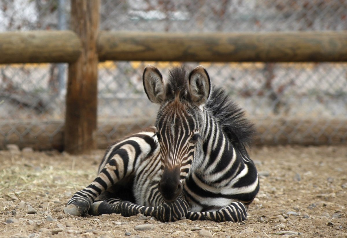 Детеныши животных в зоопарке