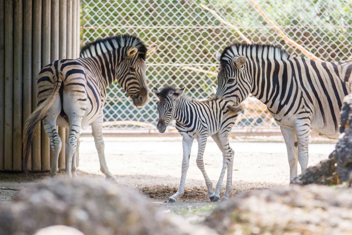 Новорожденная Зебра