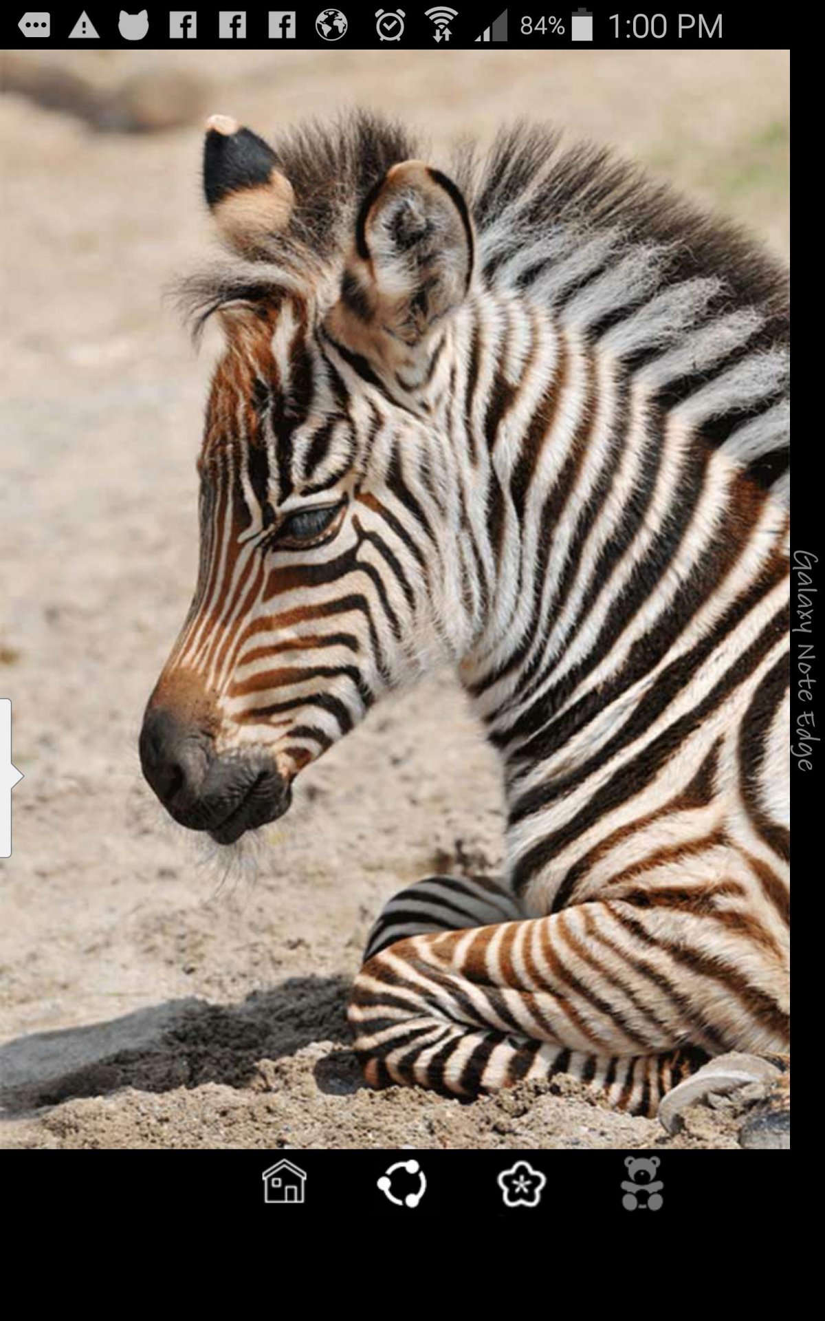 Жеребенок зебры