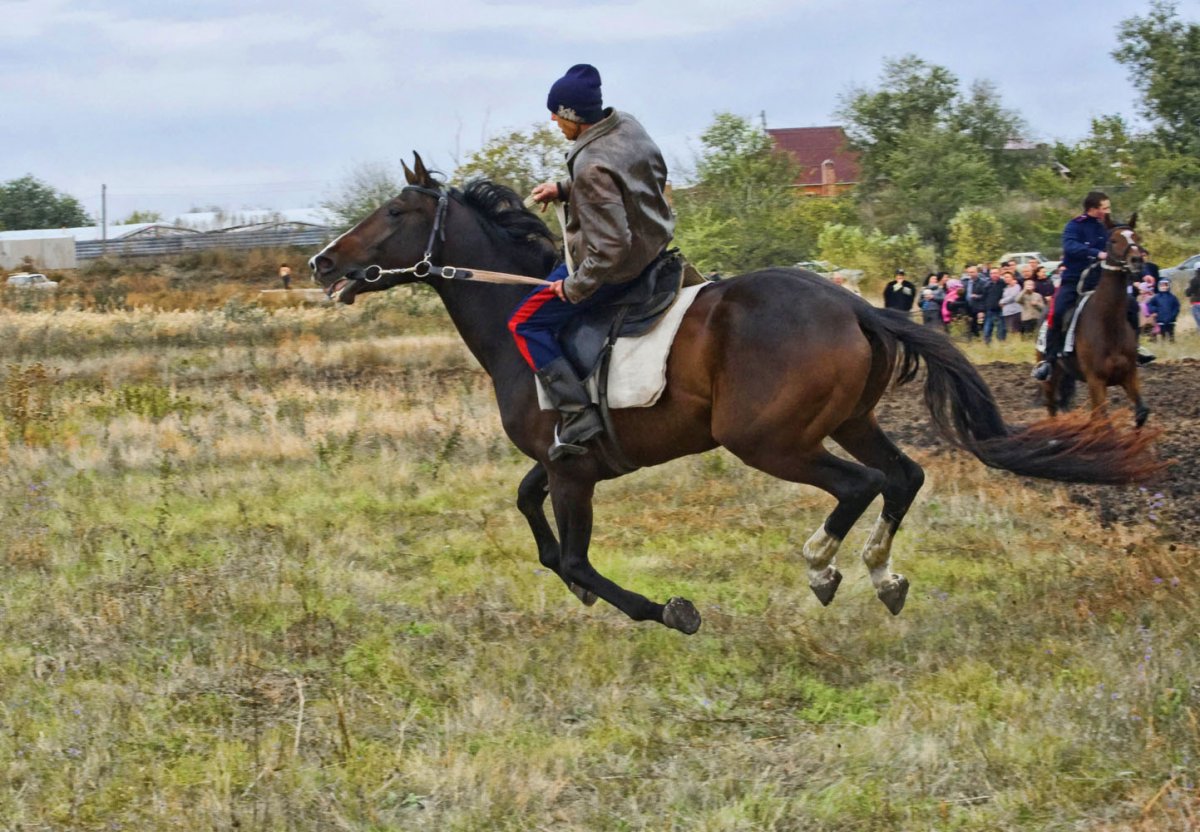 Казацкая лошадь