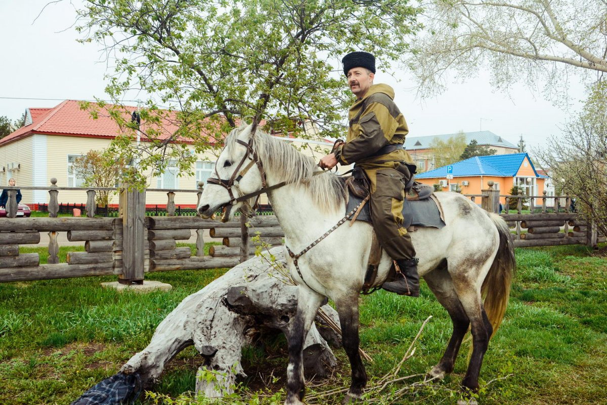 Казачество лошади