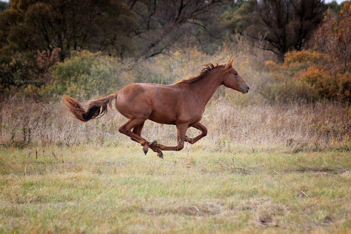 Донская степь с лошадьми и казаками