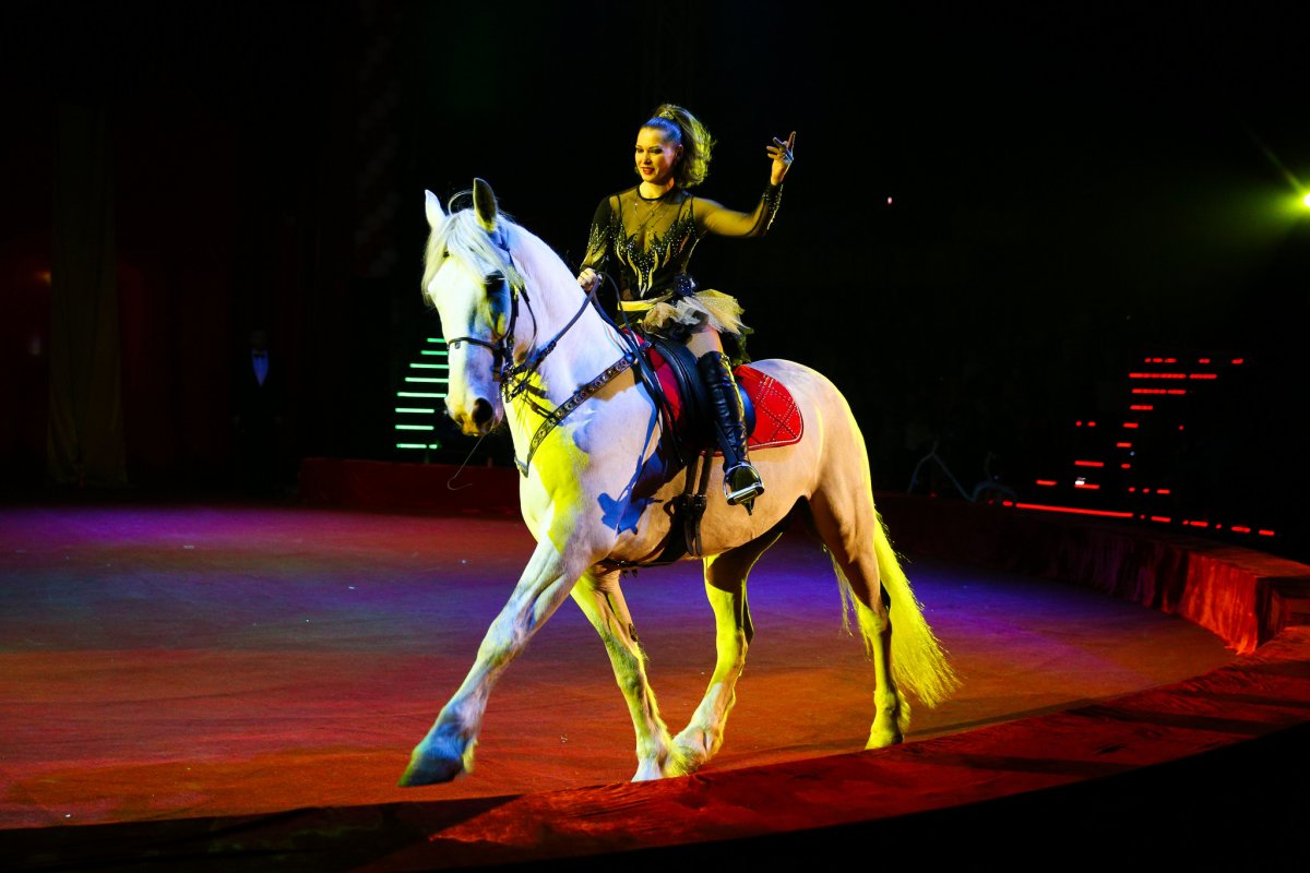 Лошади Московского цирка Никулина