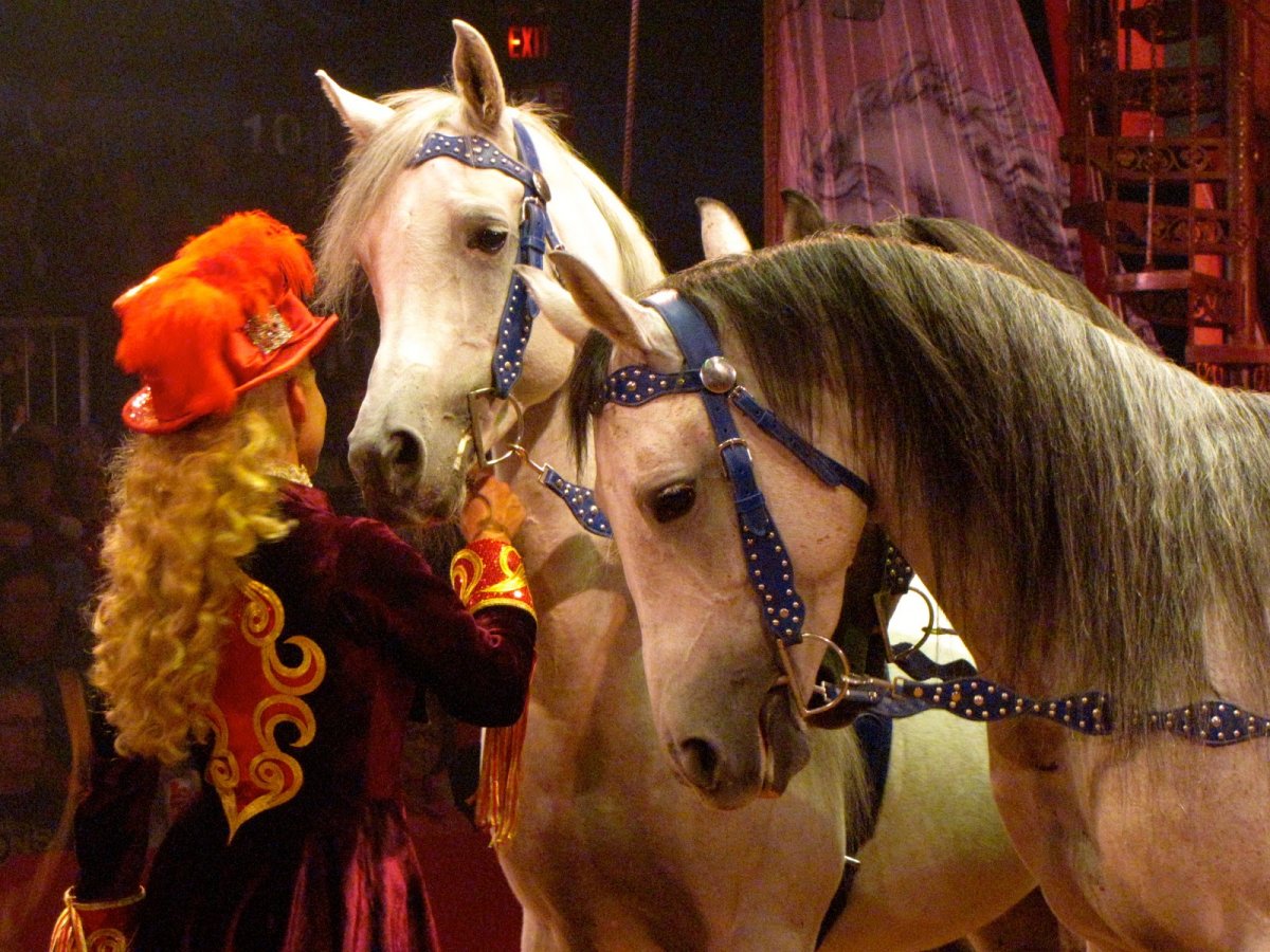 Дрессировщик лошадей в цирке