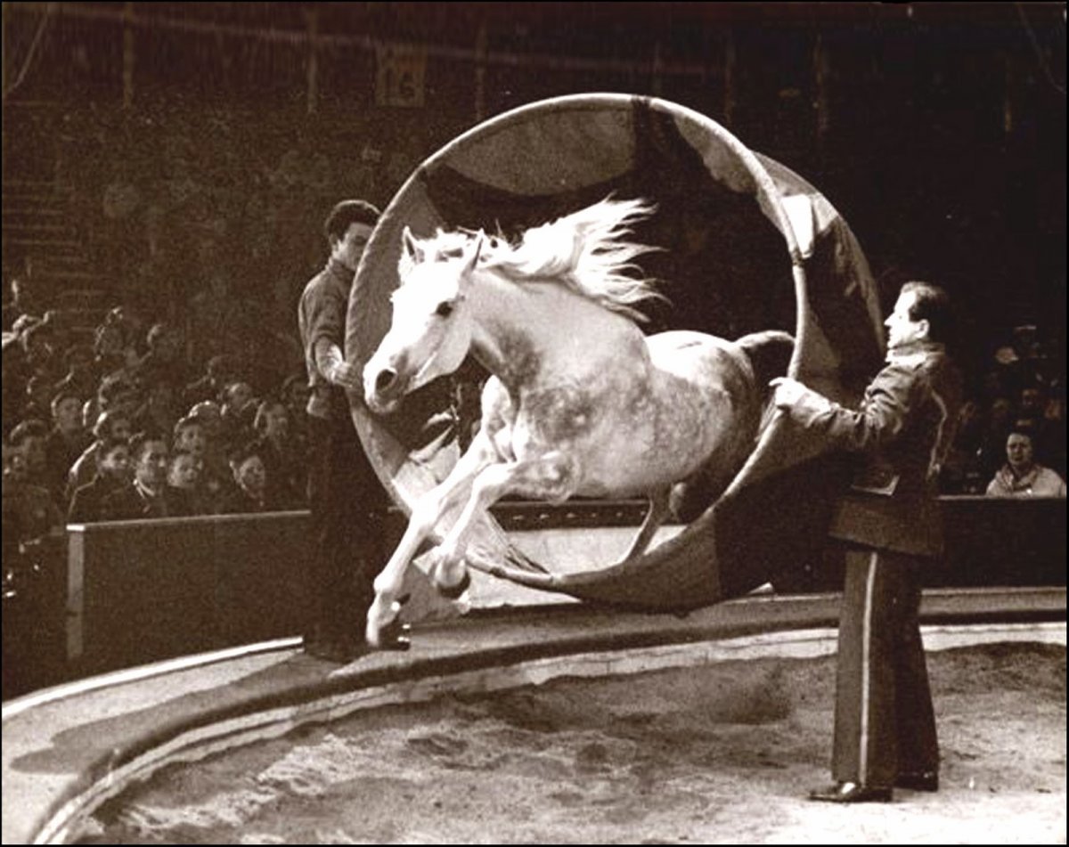 Белая цирковая лошадь