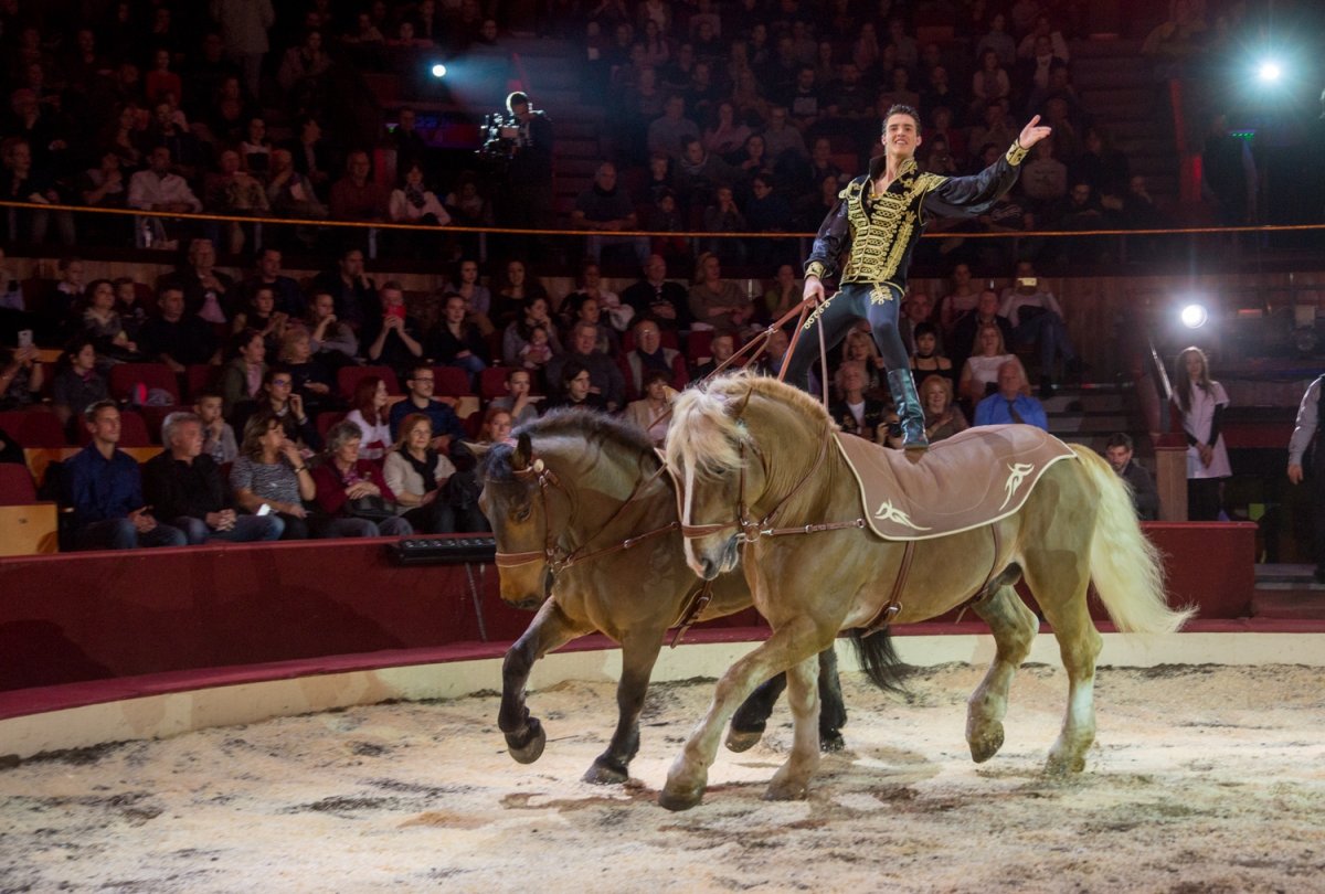 Цирковая лошадь