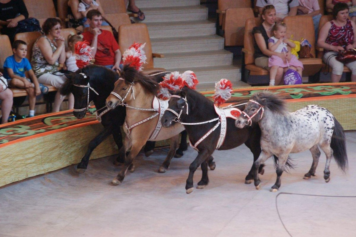 Пони на коне цирк