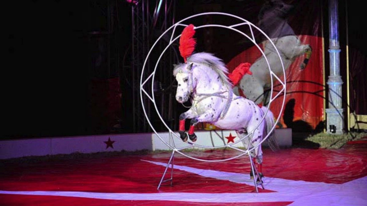 Пони лошади в цирке