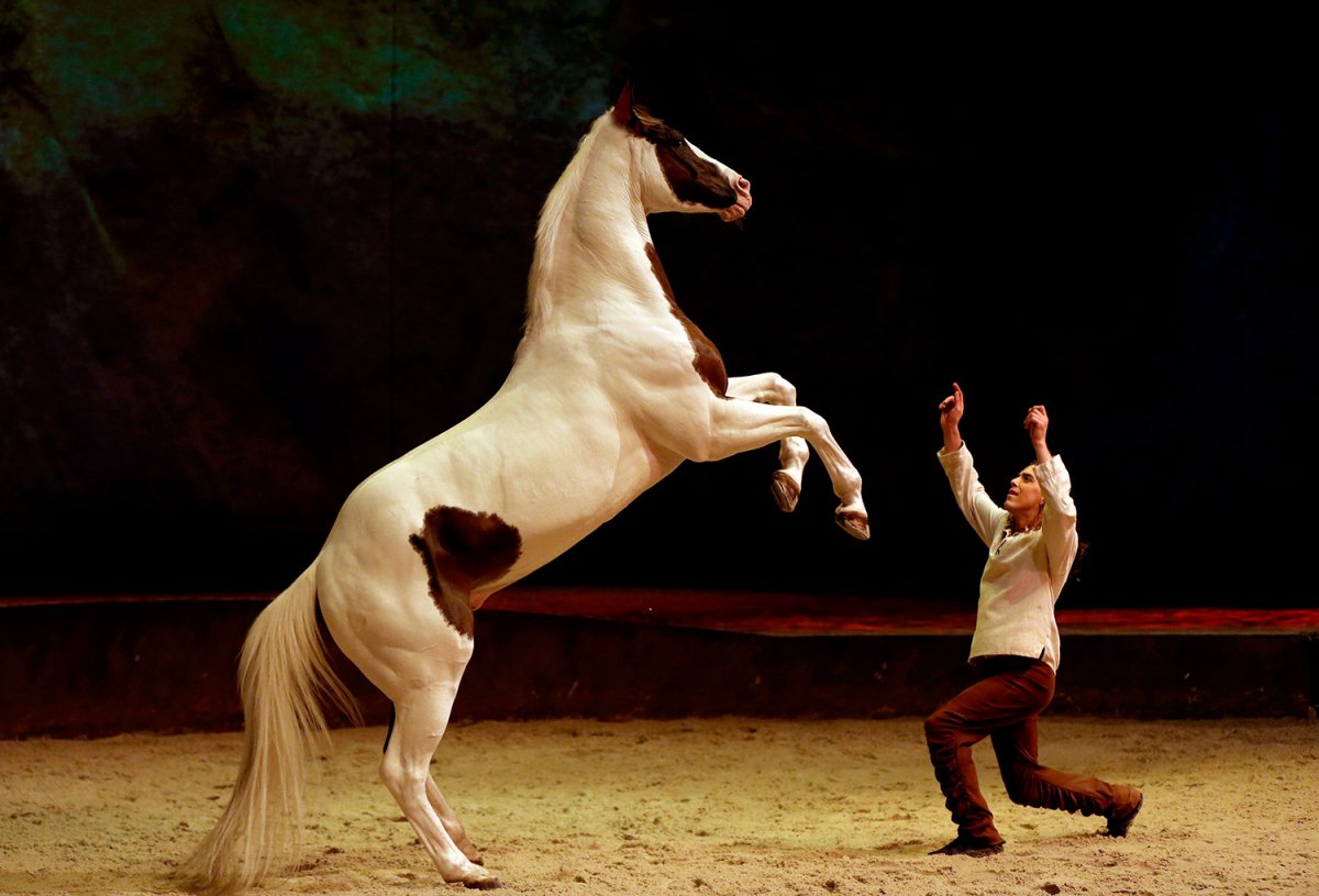 Цирковое представление с лошадьми