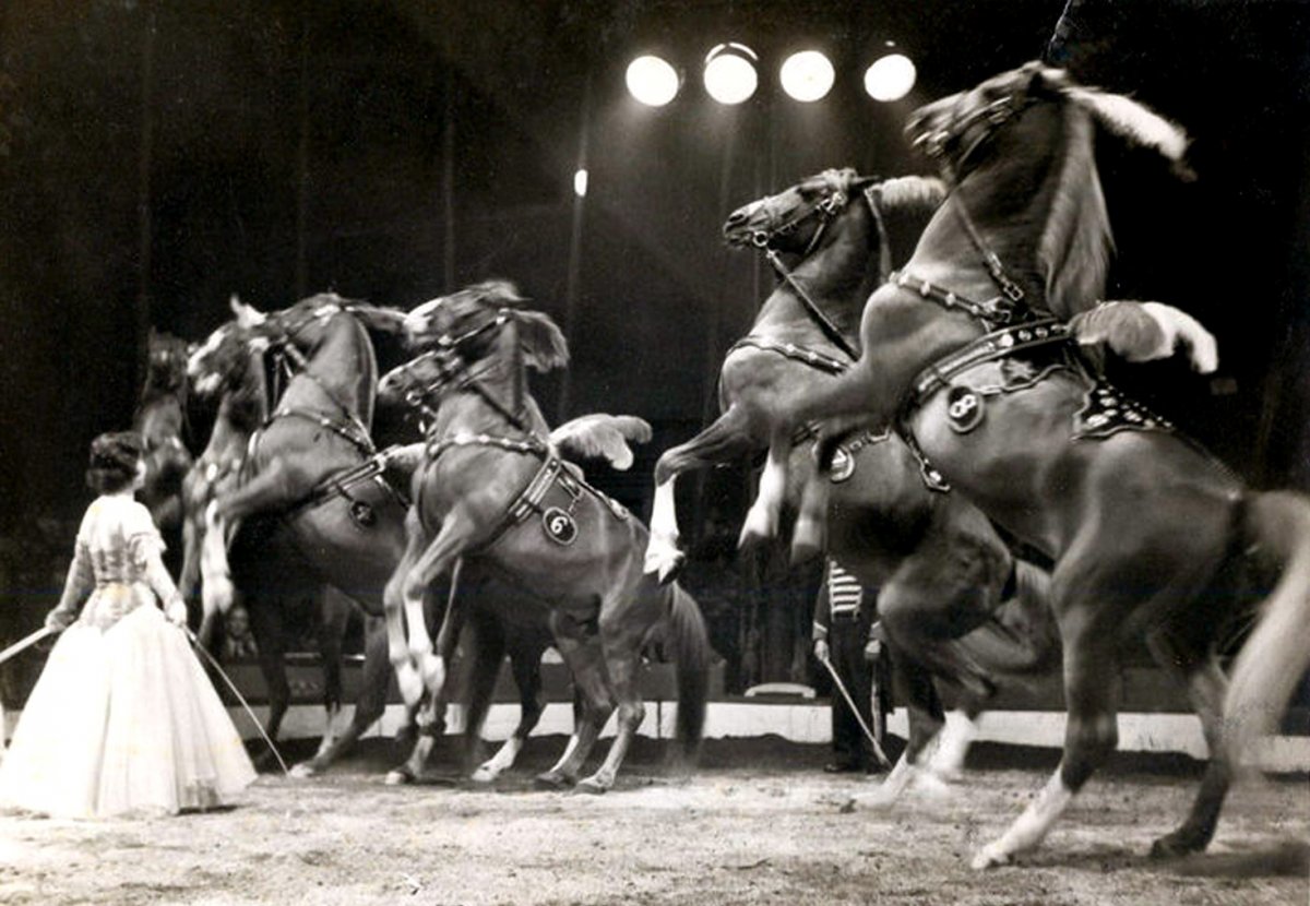 Цирковая лошадь с перьями