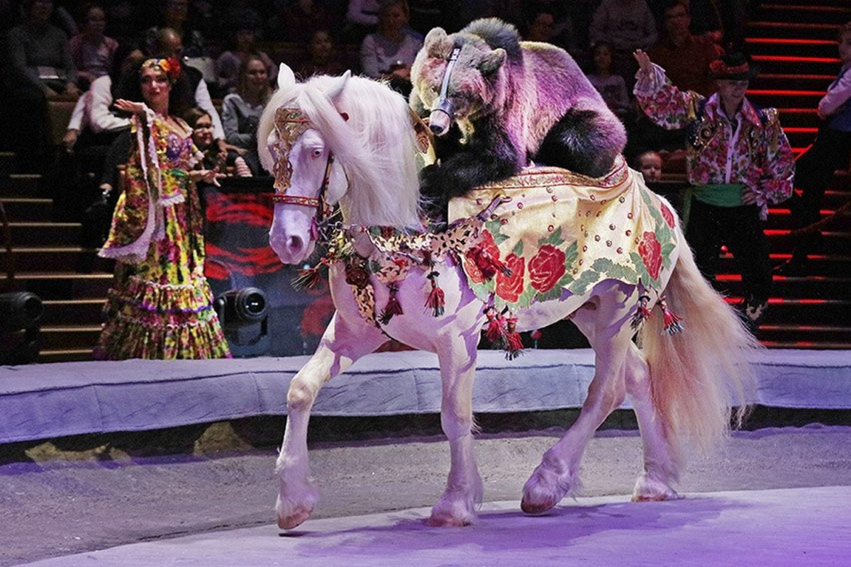 Лошади в цирке