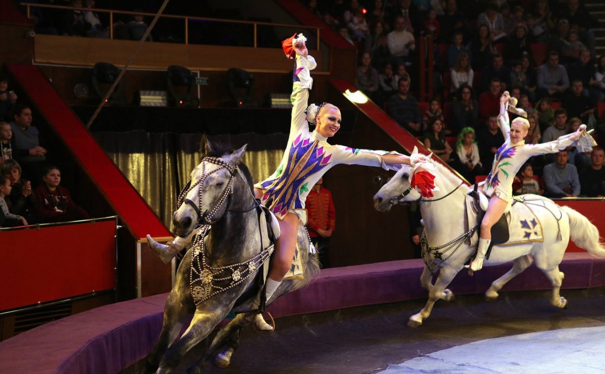 Красивая лошадь в цирке