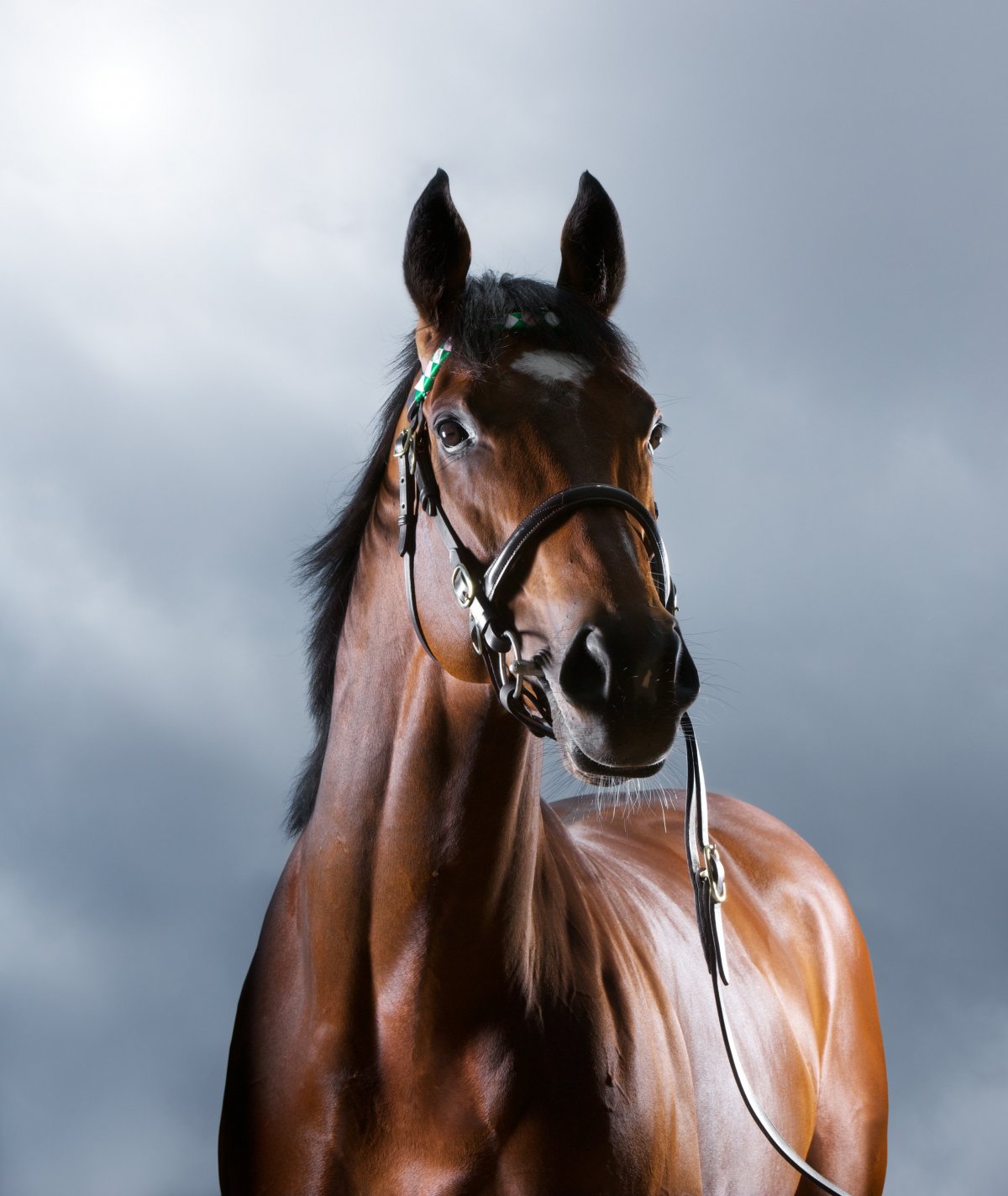 Куцехвостый конь