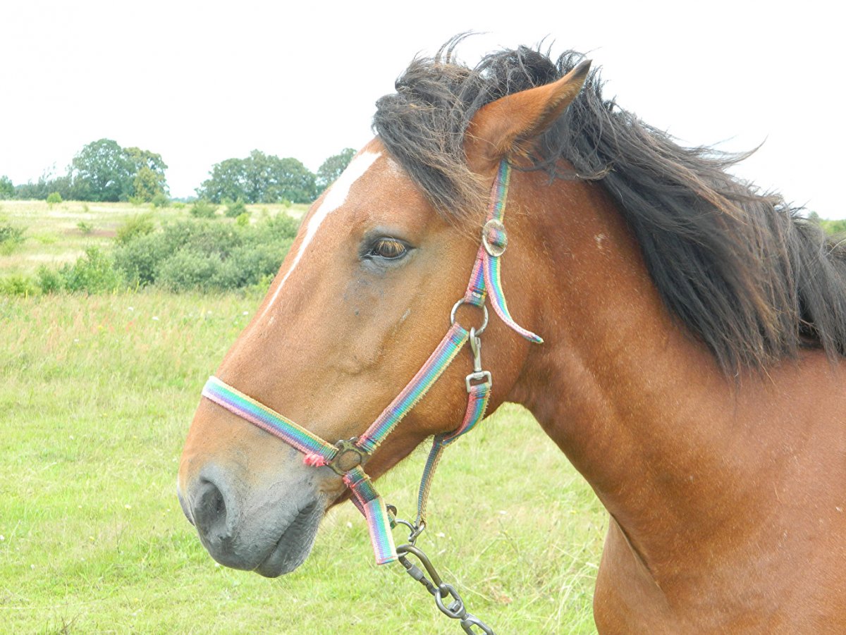 Норсерн Дансер