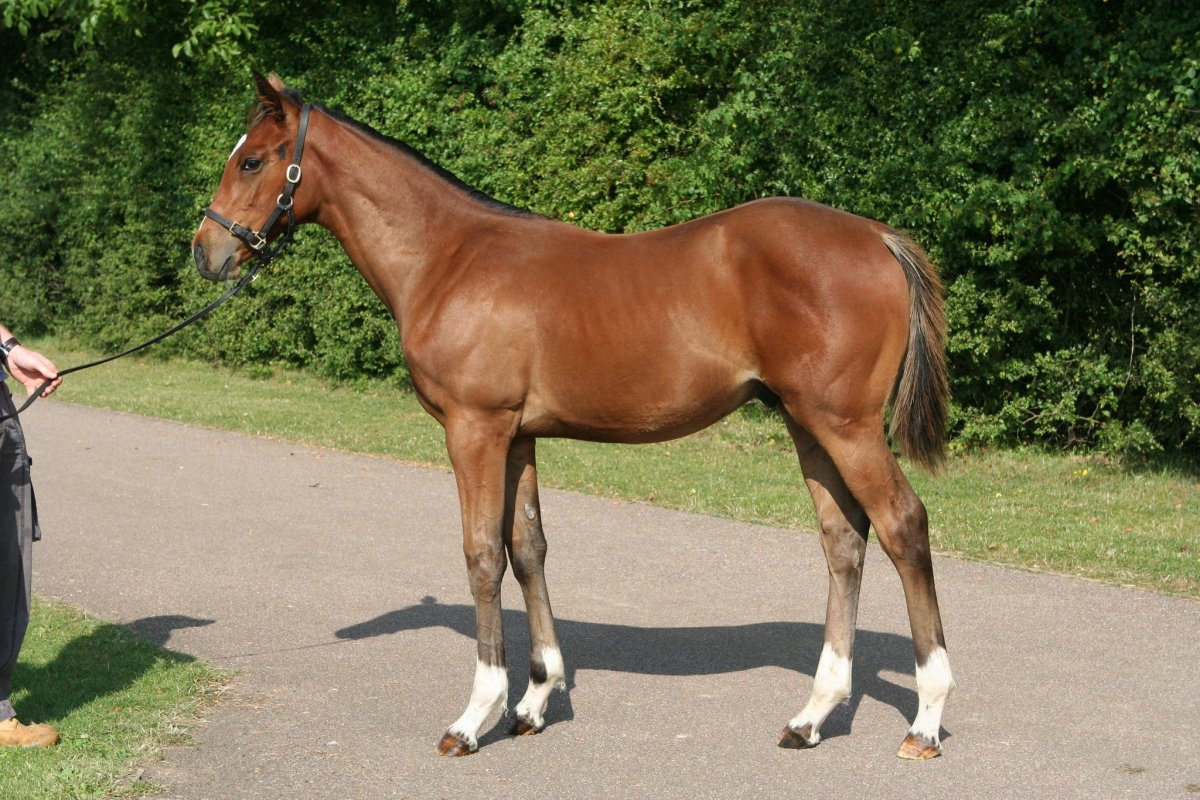 Френкель лошадь