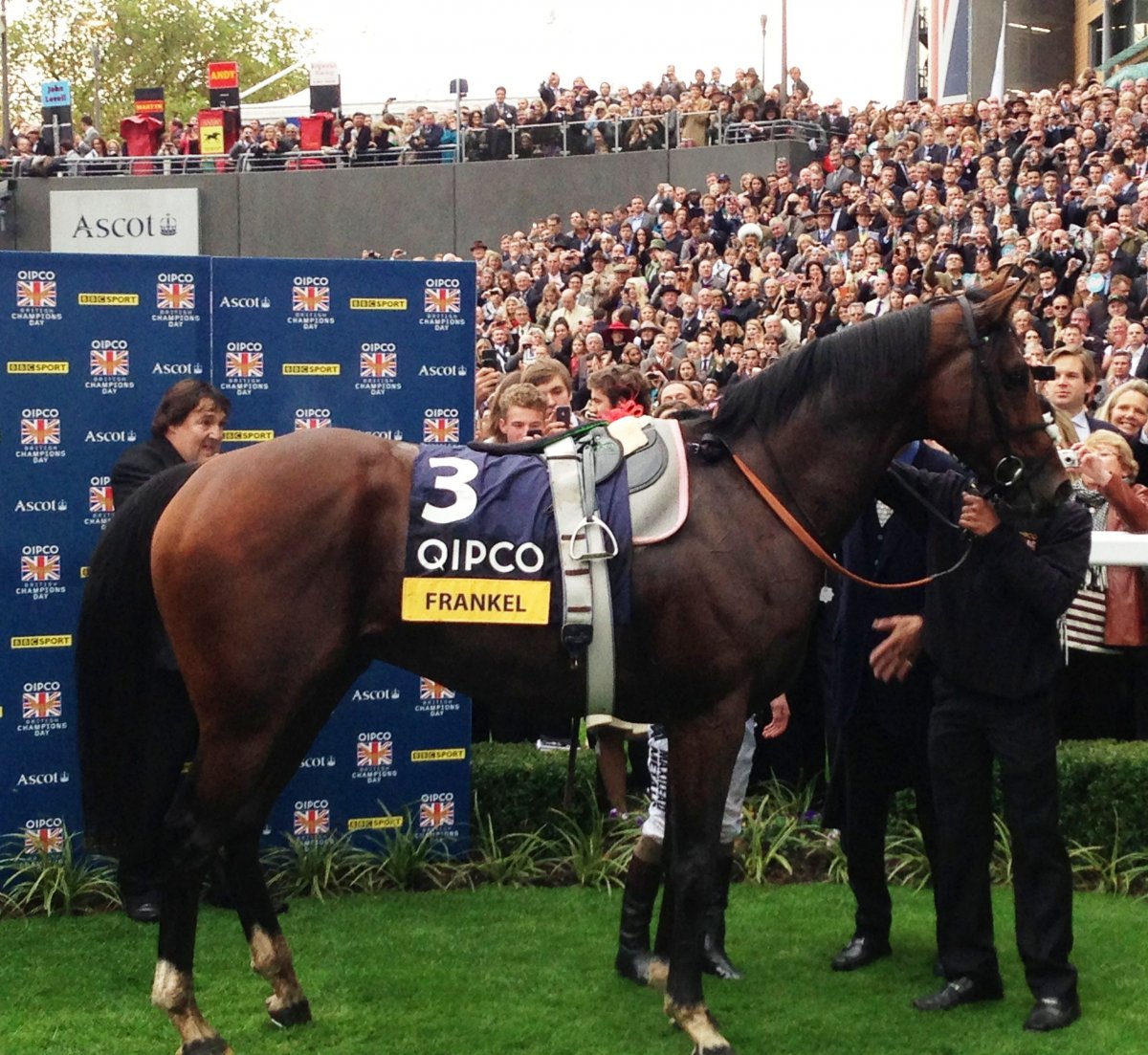 Франкель конь