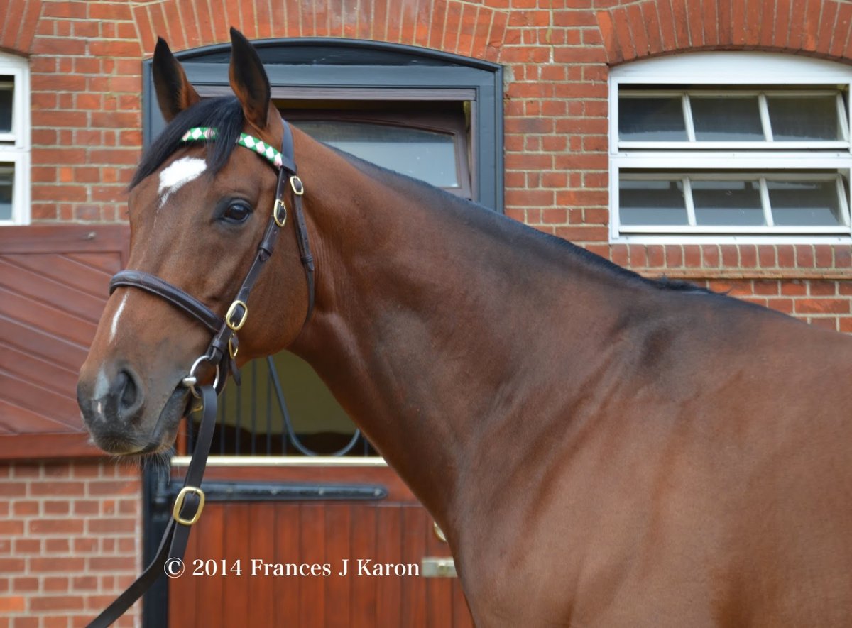 Френкель лошадь белый