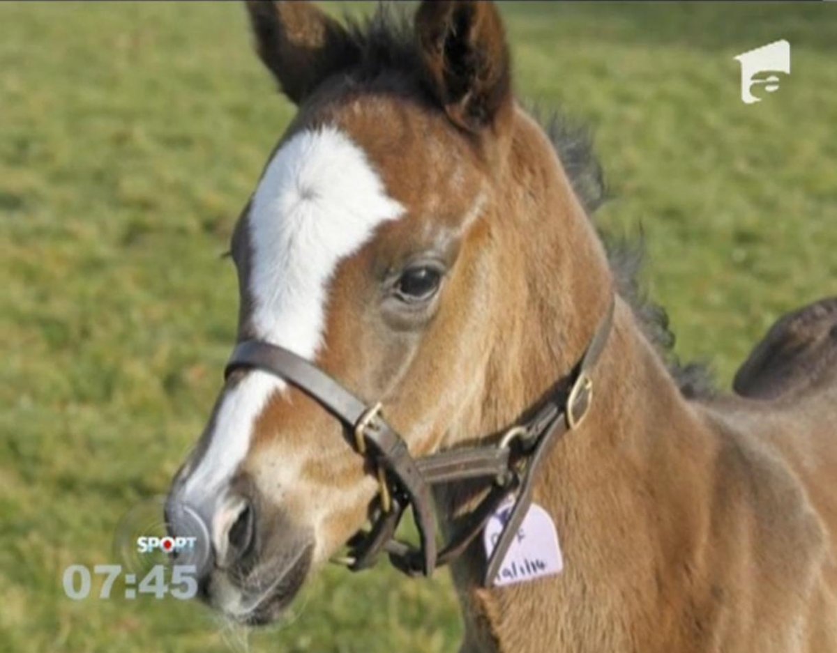 600 Лошадей фото