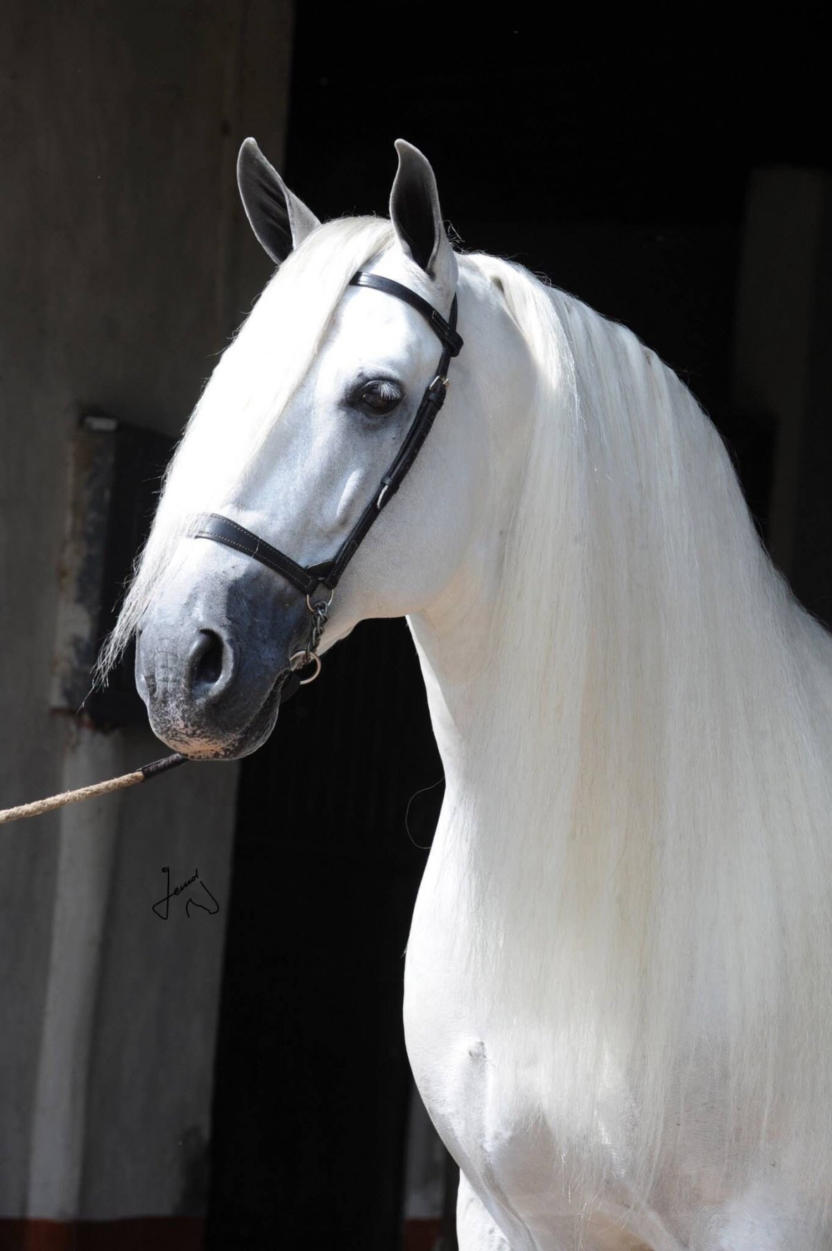 Ганноверская лошадь