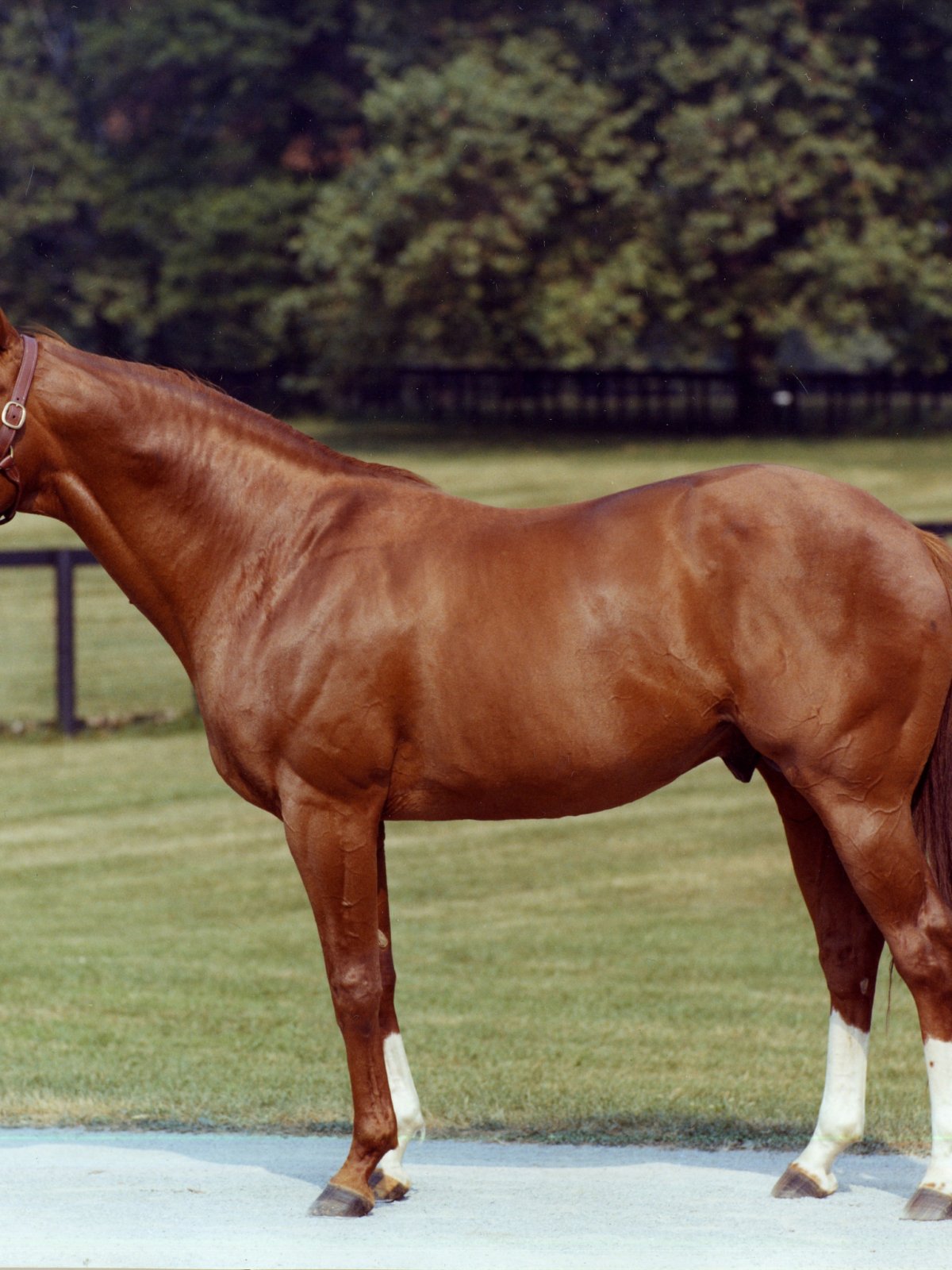 Френкель Скаковая лошадь
